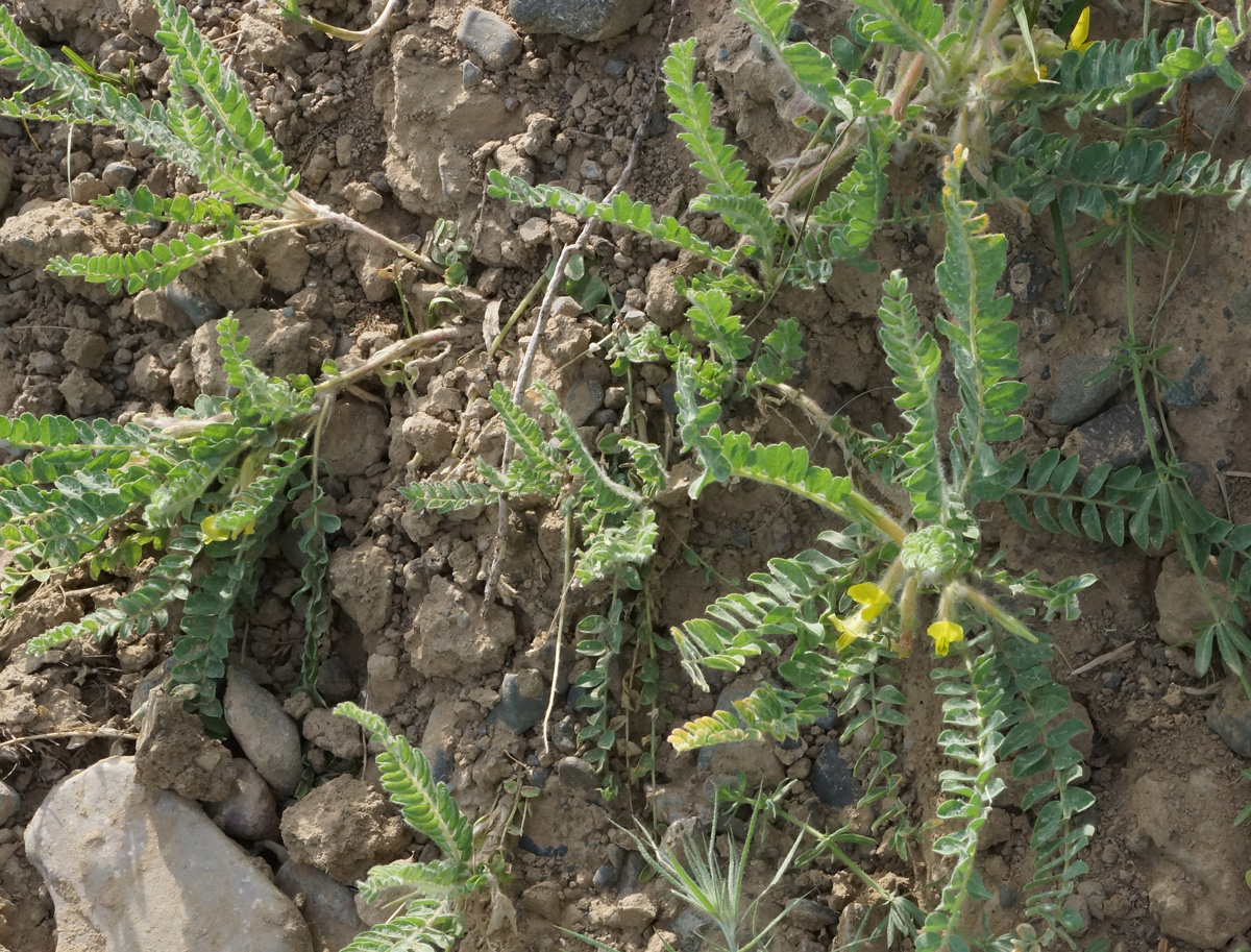 Image of Astragalus lanuginosus specimen.
