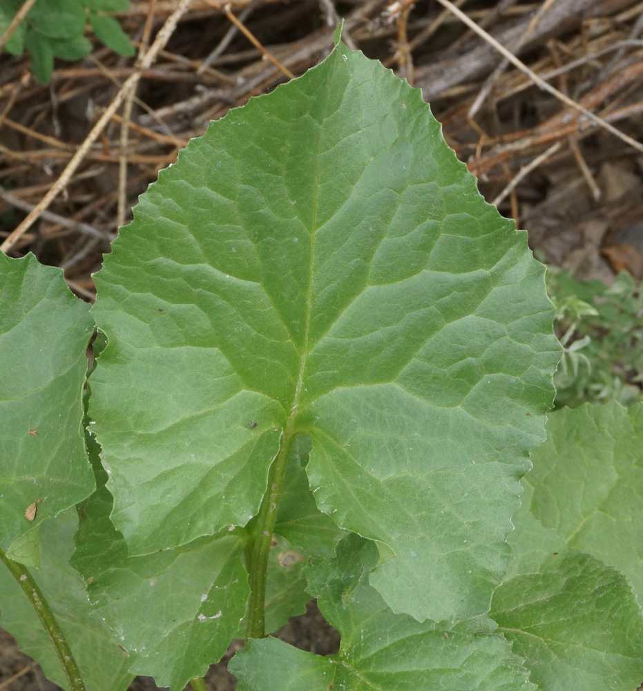 Изображение особи Ligularia songarica.