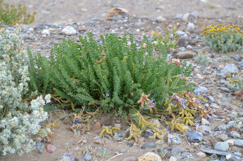 Изображение особи Oxytropis chiliophylla.