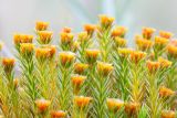 Polytrichum strictum