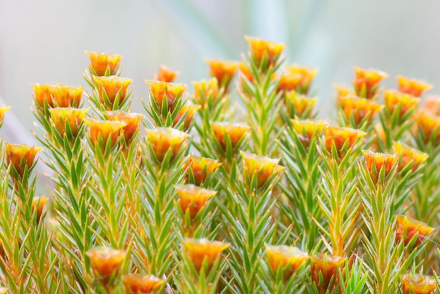 Image of Polytrichum strictum specimen.