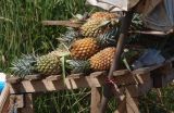 Ananas comosus