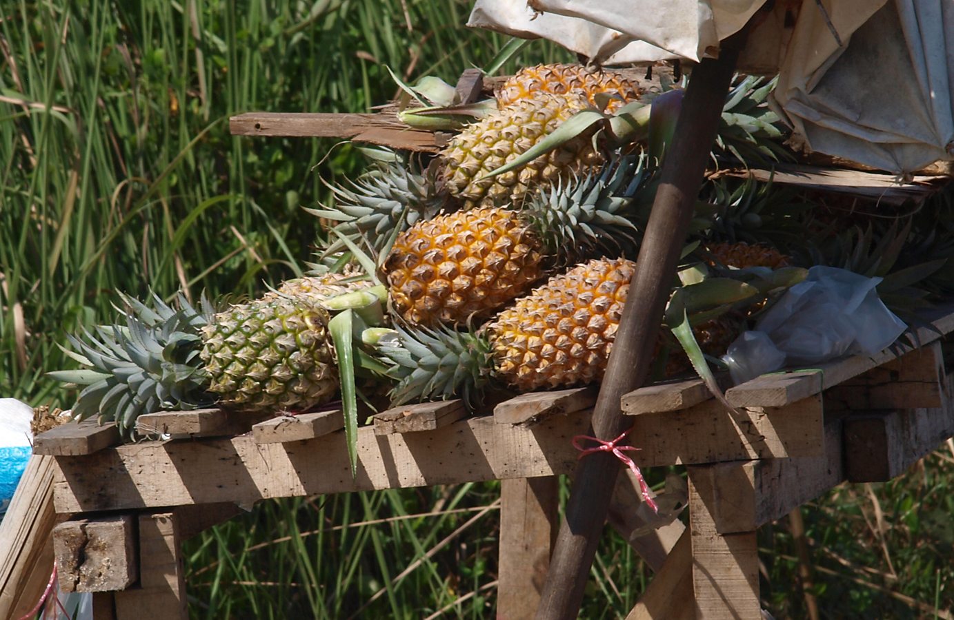 Image of Ananas comosus specimen.