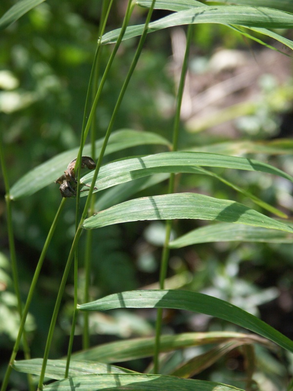 Изображение особи Cinna latifolia.