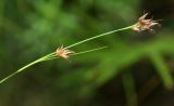 Rhynchospora fujiiana. Верхушка плодоносящего растения. Приморский край, залив Восток, травяное болото. 14.08.2015.