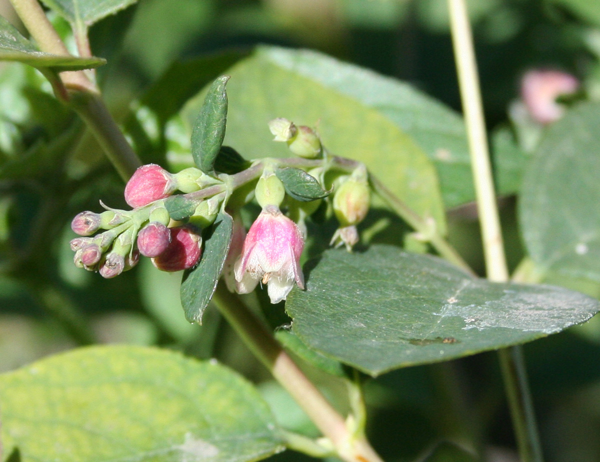 Image of Symphoricarpos albus var. laevigatus specimen.