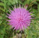 Carduus acanthoides