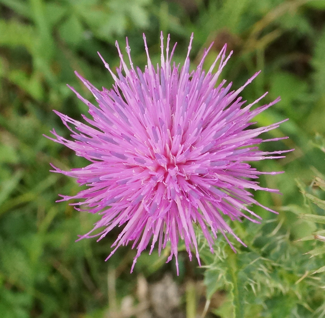 Изображение особи Carduus acanthoides.