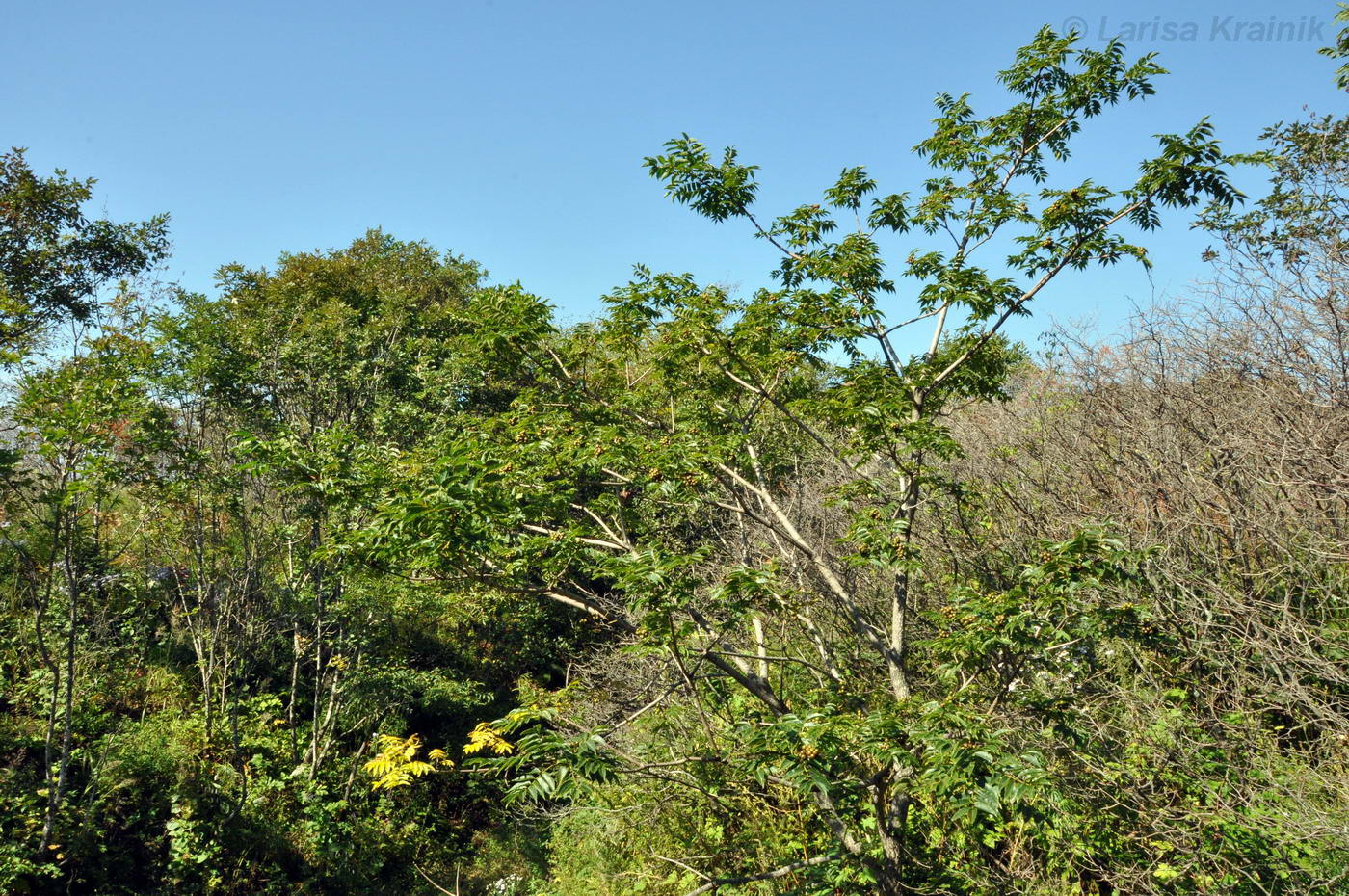 Image of Phellodendron amurense specimen.
