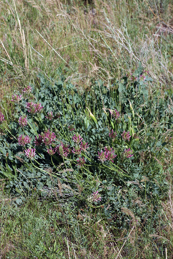 Image of Astragalus platyphyllus specimen.