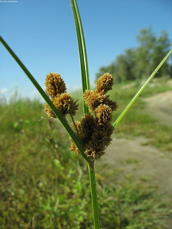 Image of Cyperus glomeratus specimen.