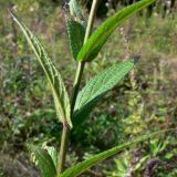 Stachys palustris. Средняя часть побега. Челябинская обл., окр. г. Челябинск, Золотая горка, обочина дороги в берёзовом лесу. 24.08.2015.