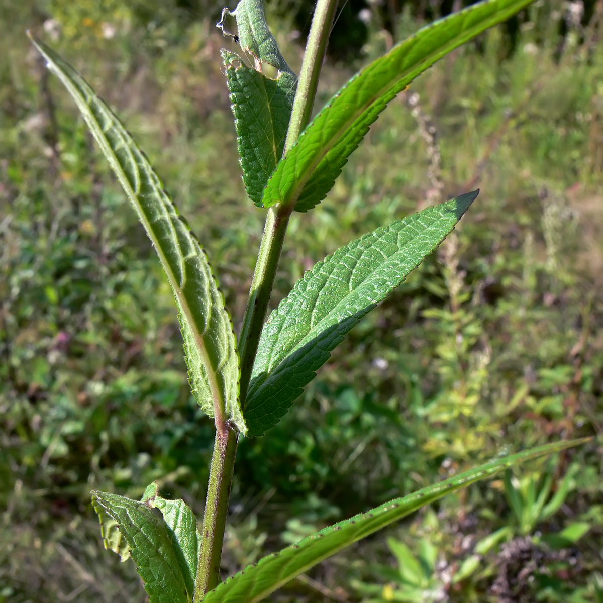 Изображение особи Stachys palustris.