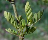 Hippocrepis emeroides