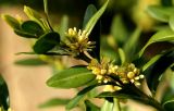 Buxus sempervirens