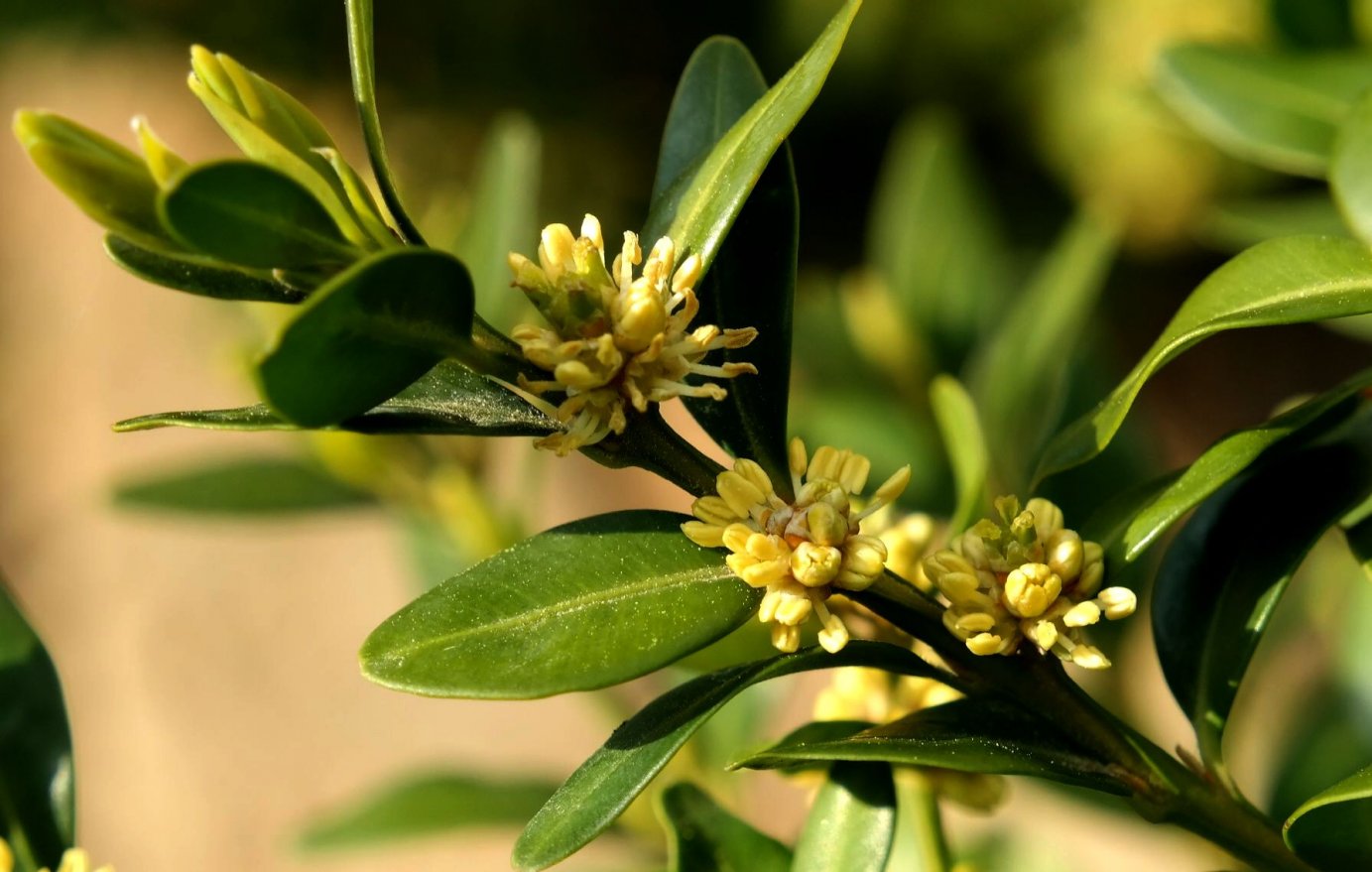 Изображение особи Buxus sempervirens.