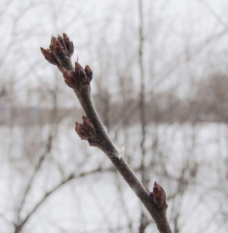 Изображение особи Cerasus tomentosa.