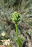 Adonis aestivalis