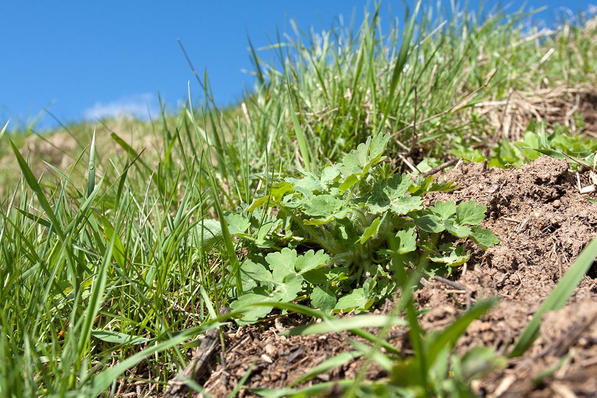 Изображение особи Chelidonium majus.