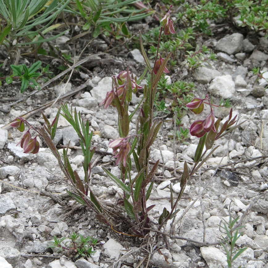 Image of Polygala sibirica specimen.