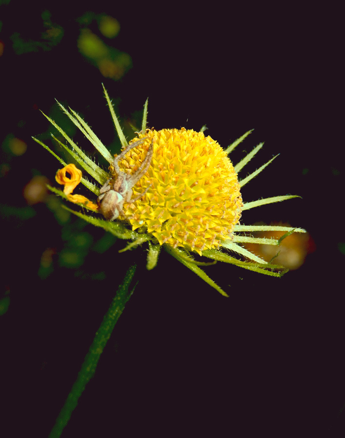 Image of Doronicum orientale specimen.