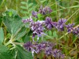 Salvia verticillata