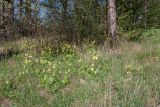 Primula veris. Цветущие растения на сухом лугу у опушки мелколиственно-соснового леса. Псковская обл., Пушкиногорский р-н, окр. усадьбы Михайловское. 08.05.2016.