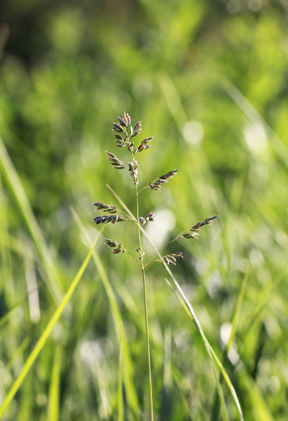 Image of genus Poa specimen.