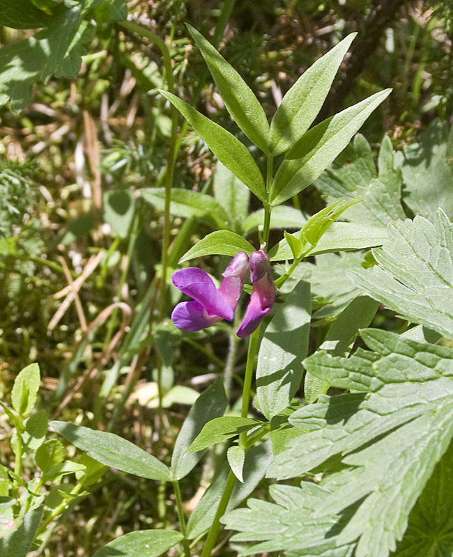 Изображение особи Lathyrus frolovii.