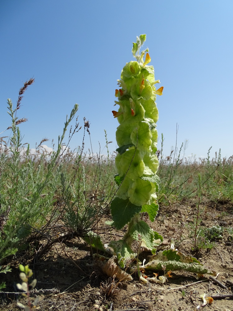 Изображение особи Eremostachys molucelloides.