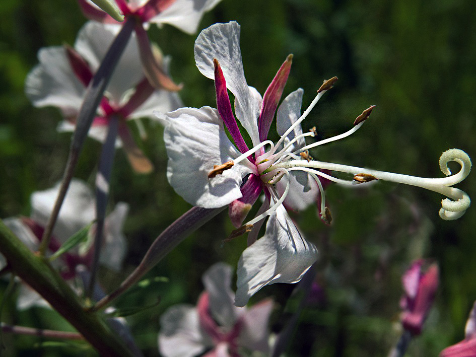 Image of Chamaenerion angustifolium specimen.