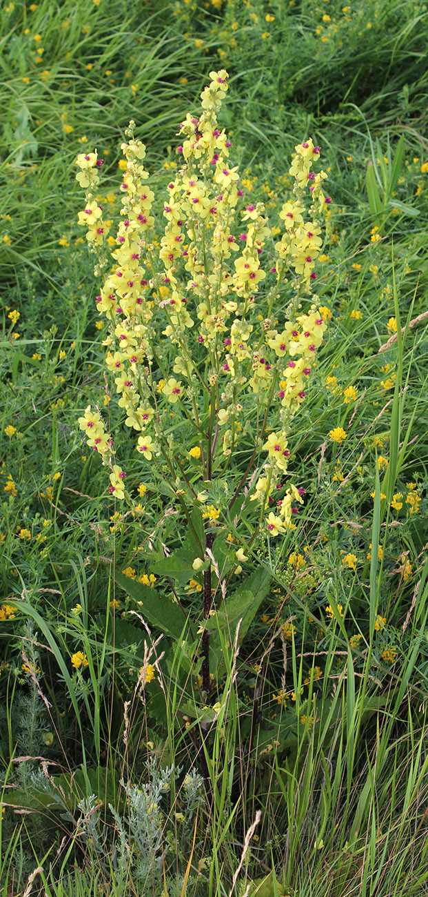 Image of Verbascum marschallianum specimen.