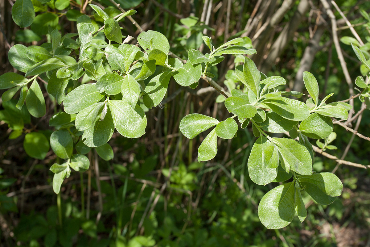 Image of Salix &times; multinervis specimen.