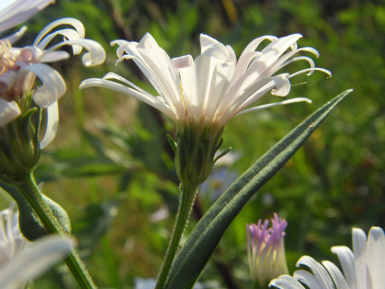 Изображение особи Symphyotrichum × salignum.