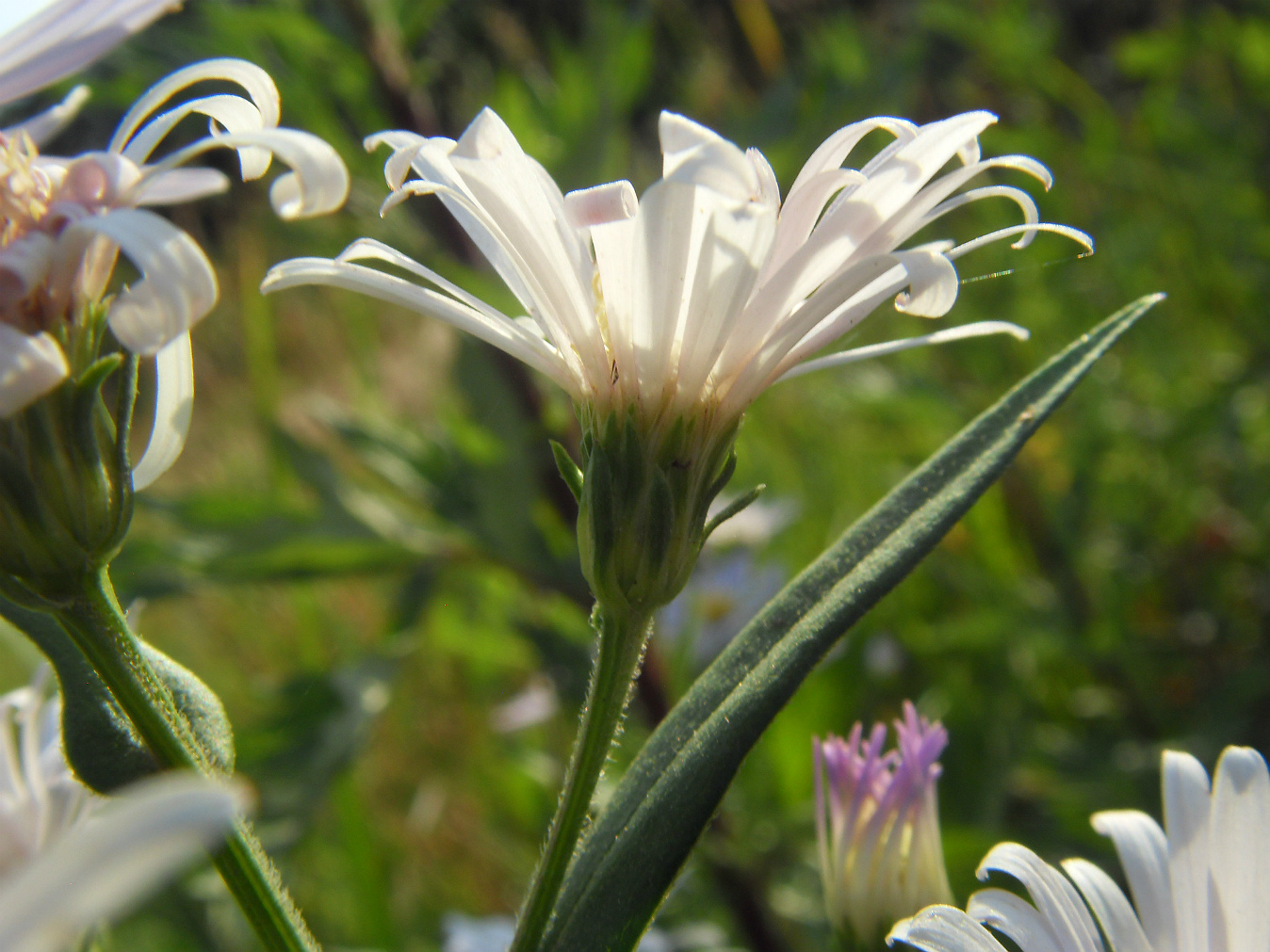 Изображение особи Symphyotrichum &times; salignum.