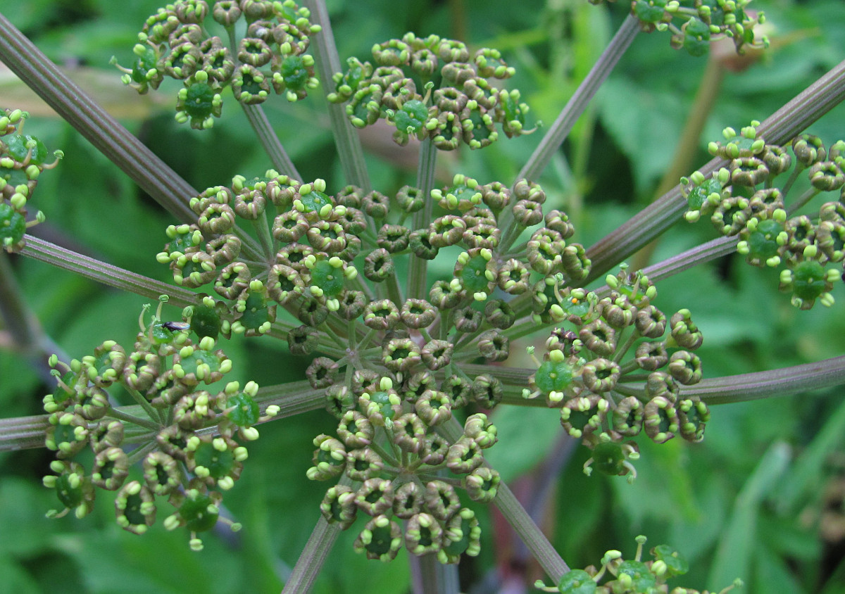 Изображение особи Angelica purpurascens.