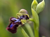 Ophrys speculum. Верхушка побега с цветком. Греция, Пелопоннес, Мессения, тропа выше влажного леса возле ущелья Фарангаки Перистерия. 29.03.2015.