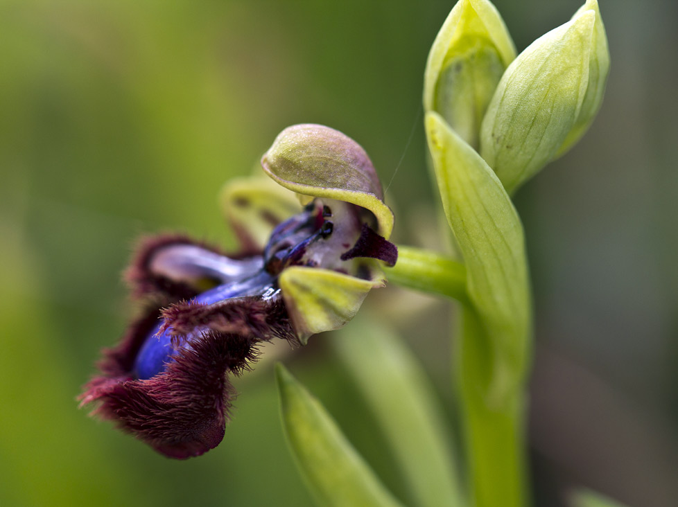 Изображение особи Ophrys speculum.