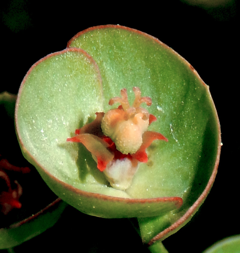 Image of Euphorbia sareptana specimen.