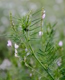 Astragalus sulcatus