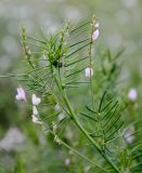 Astragalus sulcatus. Верхушка побега с соцветиями. Хакасия, с. Аршаново, обочина дороги на дамбе у поймы. 21.07.2016.