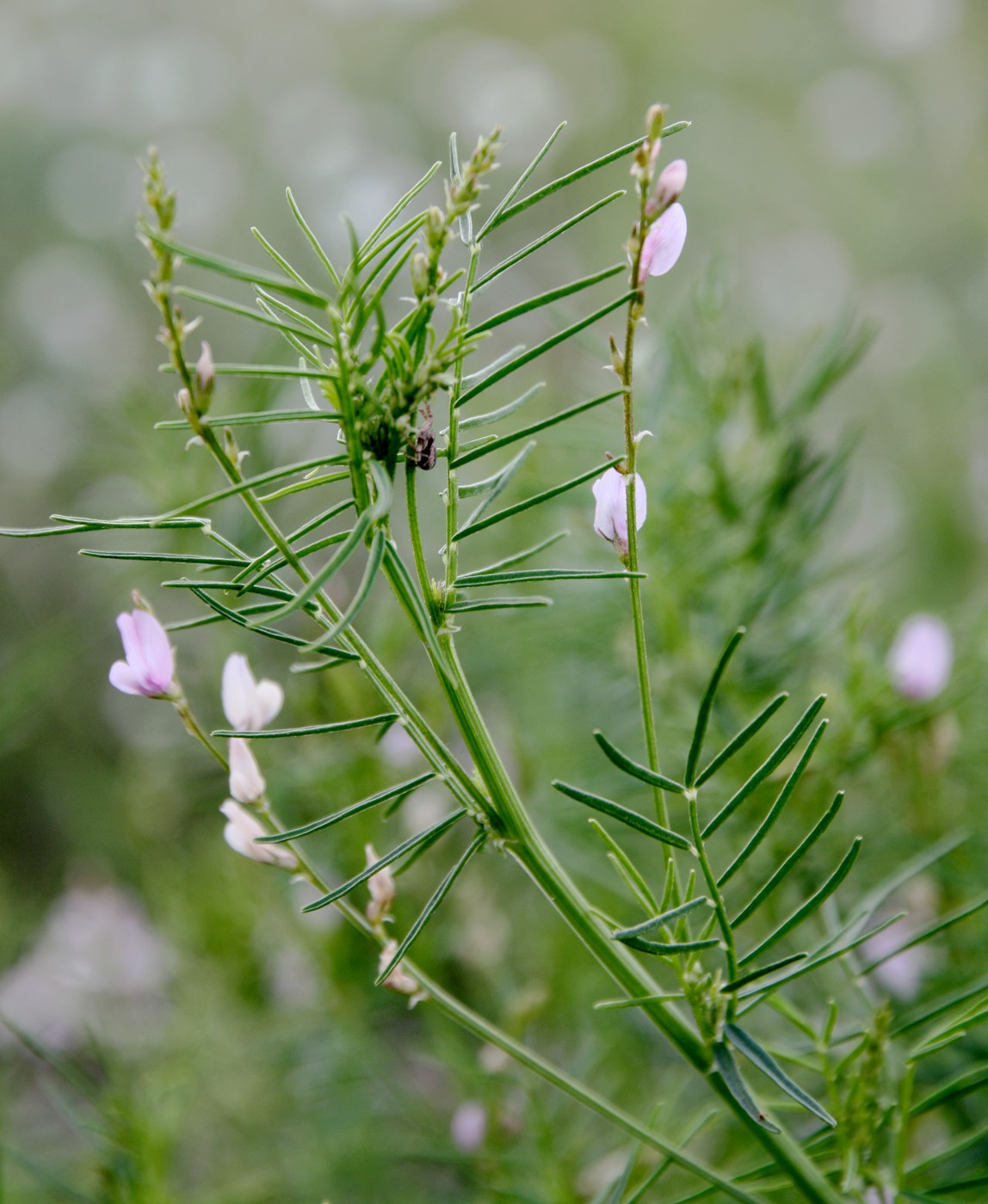 Image of Astragalus sulcatus specimen.