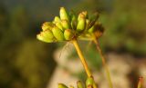 Peucedanum longifolium