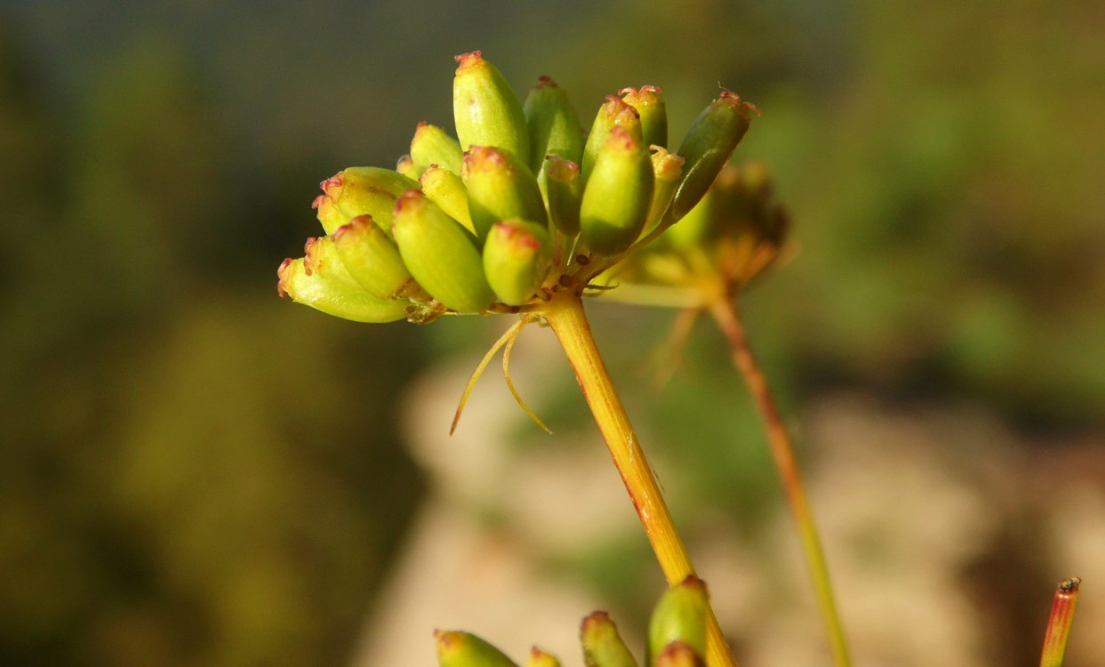 Изображение особи Peucedanum longifolium.