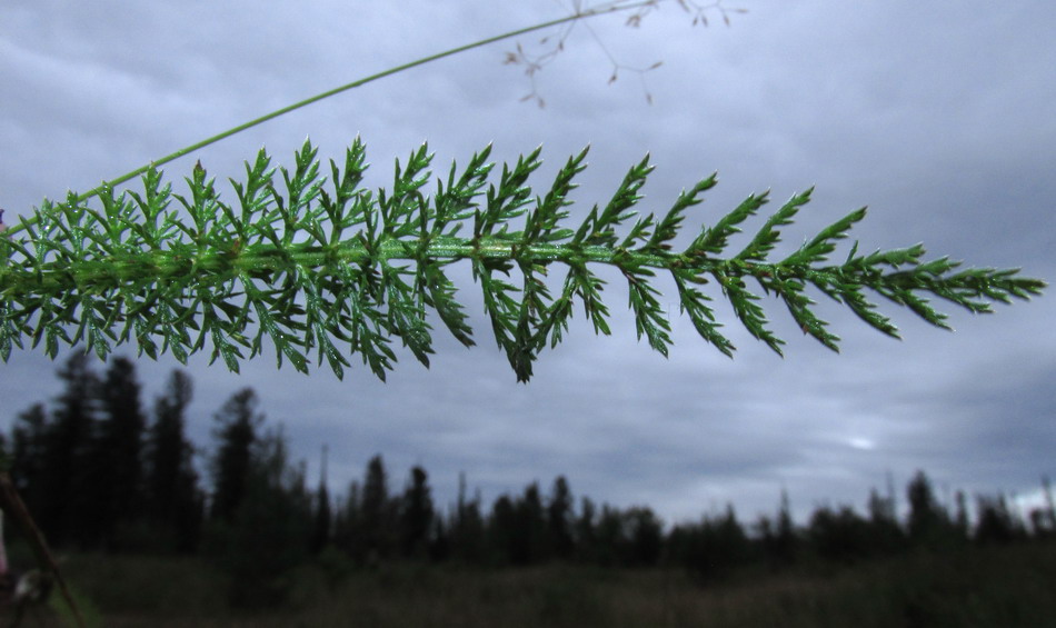 Image of Achillea schmakovii specimen.