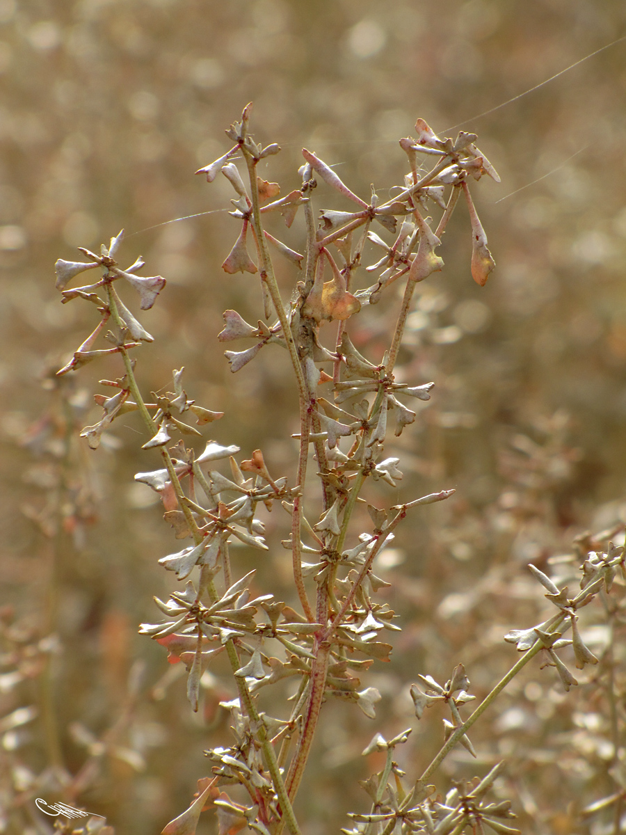 Image of Halimione pedunculata specimen.