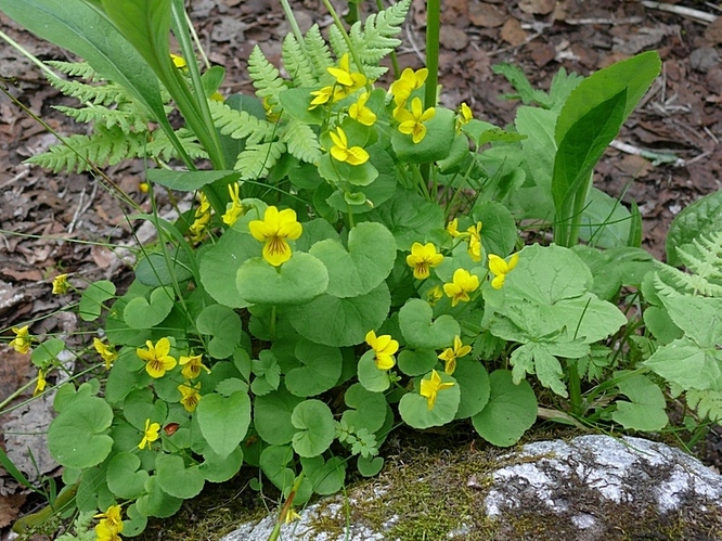 Изображение особи Viola biflora.