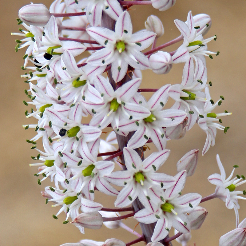 Image of Drimia maritima specimen.
