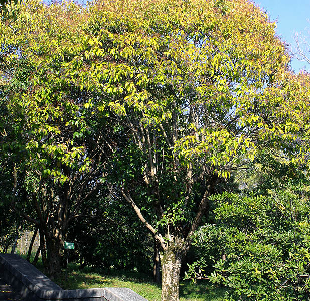 Изображение особи Ligustrum lucidum.