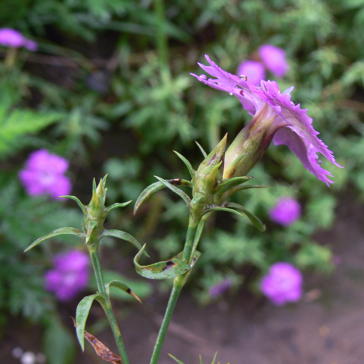 Изображение особи Dianthus chinensis.